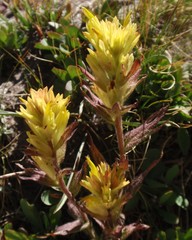 Castilleja peirsonii