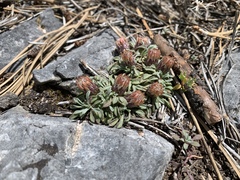 Townsendia jonesii tumulosa