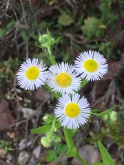 Erigeron philadelphicus