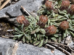 Townsendia jonesii tumulosa