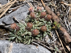 Townsendia jonesii tumulosa