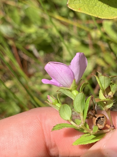 Image of Rhexia petiolata by no rights reserved