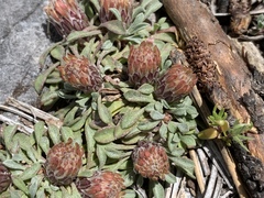 Townsendia jonesii tumulosa