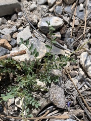 Astragalus oophorus