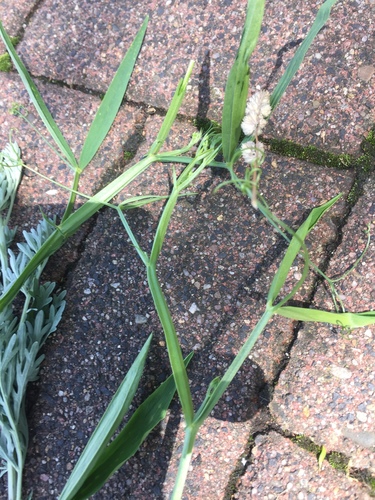 Miškinis pelėžirnis nuotrauka