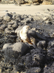 Arctocephalus tropicalis