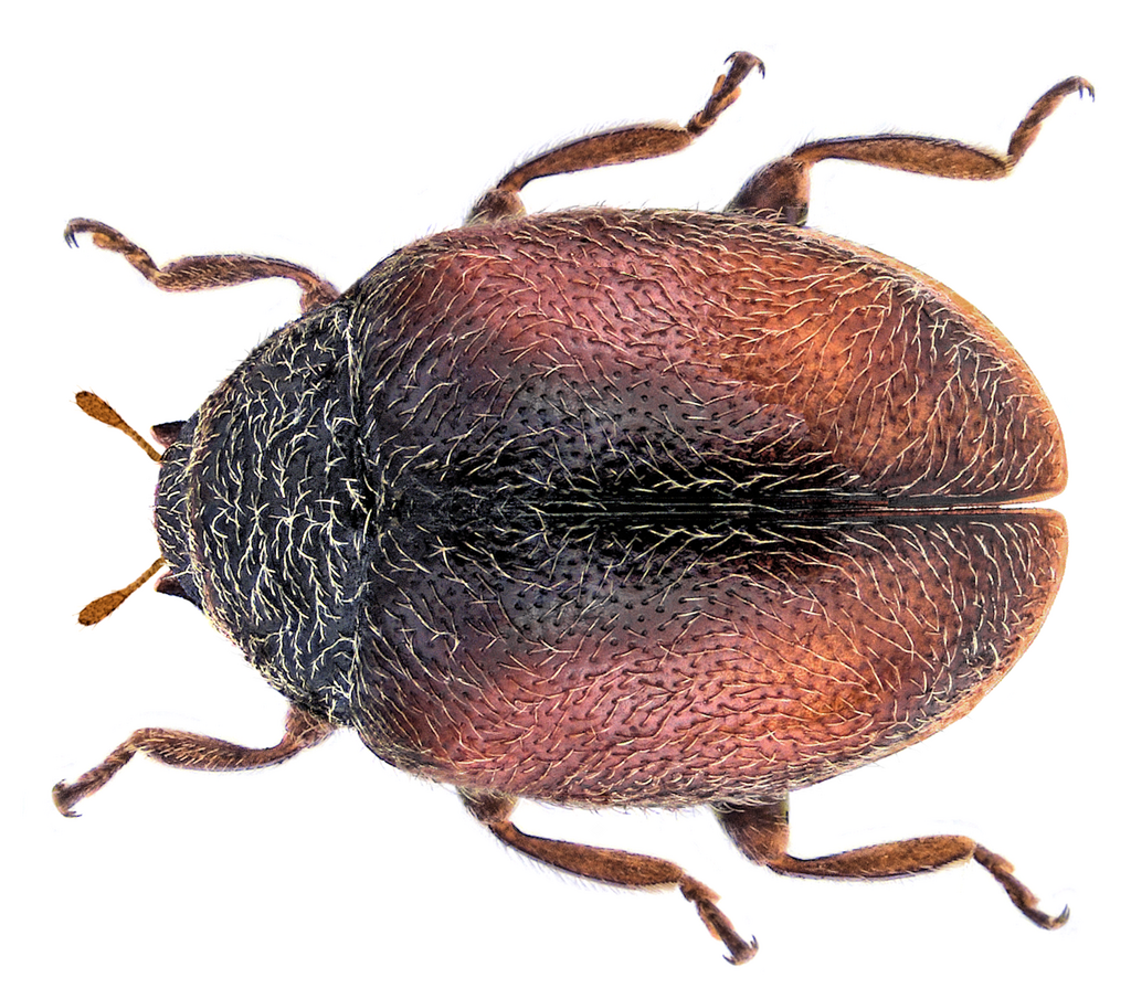 Bordered Scymnus