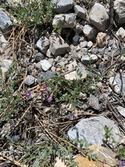 Astragalus oophorus