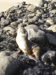 Arctocephalus tropicalis