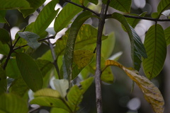 Phoebis neocypris virgo