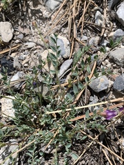 Astragalus oophorus