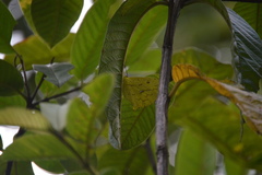 Phoebis neocypris virgo