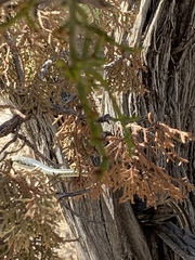 Masticophis taeniatus taeniatus