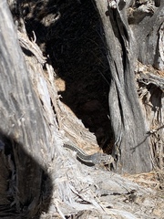 Masticophis taeniatus taeniatus