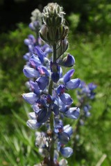 Lupinus covillei
