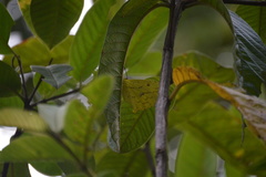 Phoebis neocypris virgo