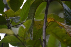 Phoebis neocypris virgo
