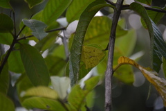 Phoebis neocypris virgo