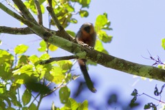 Plecturocebus moloch