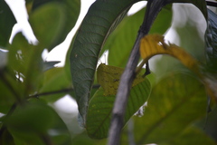 Phoebis neocypris virgo