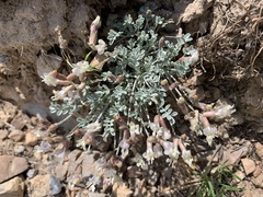 Astragalus calycosus calycosus
