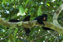 Chiropotes albinasus