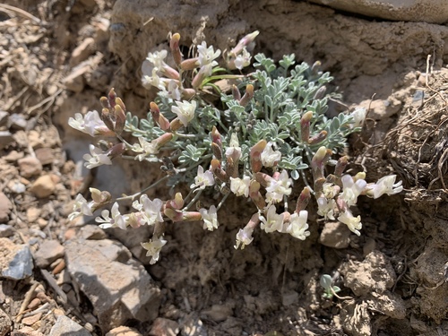 Astragalus calycosus var. mancus