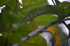 Phoebis neocypris virgo
