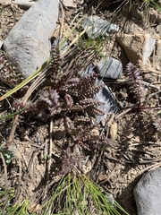 Pedicularis semibarbata charlestonensis