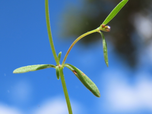 Image of Stenotis arenaria by (c) Abraham Sánchez Romero, some rights reserved (CC BY)