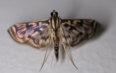 Rhimphalea astrigalis