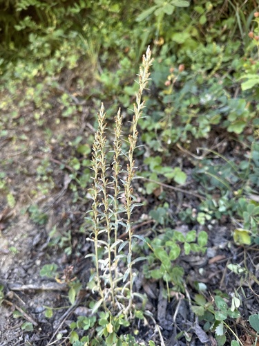 plesnivček lesný (Omalotheca sylvatica)