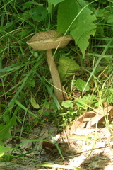 Leccinellum griseum