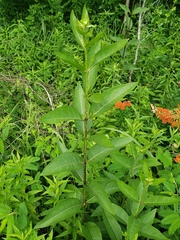 Silphium asteriscus latifolium