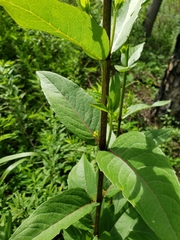 Silphium asteriscus latifolium