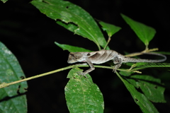 Anolis scypheus