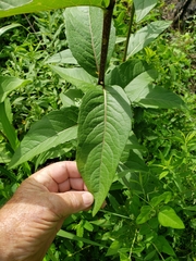 Silphium asteriscus latifolium