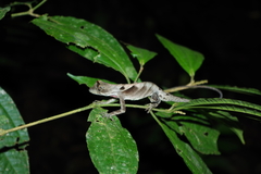 Anolis scypheus
