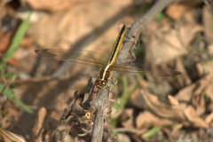 Libellula needhami