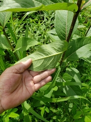 Silphium asteriscus latifolium