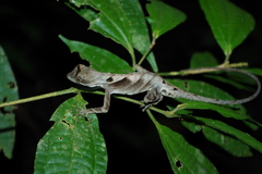 Anolis scypheus