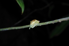 Boana cinerascens