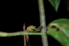 Boana cinerascens