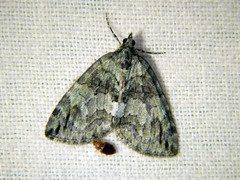 Hydriomena renunciata