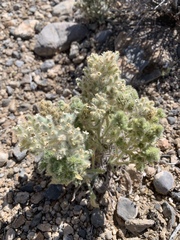 Oreocarya virginensis