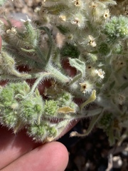 Oreocarya virginensis