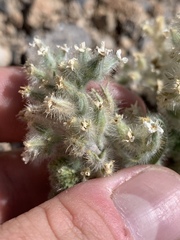 Oreocarya virginensis