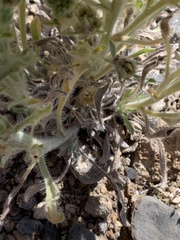 Oreocarya virginensis