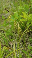 Carex castanea