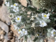 Oreocarya virginensis